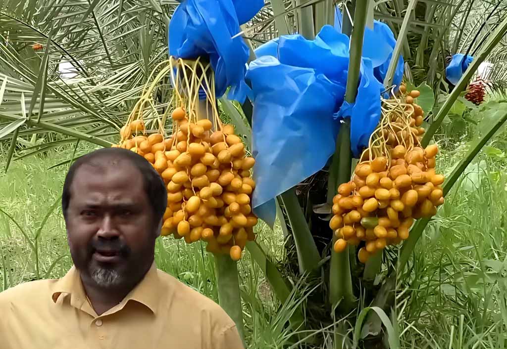 সৌদি খেজুর চাষ করে ময়মনসিংহের মোতালেবের বছরে আয় ৩০ লক্ষ টাকা